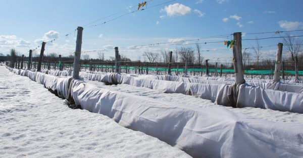 hoe een wijnstok in de winter te bedekken