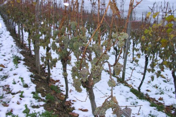 wijnstok in de winter