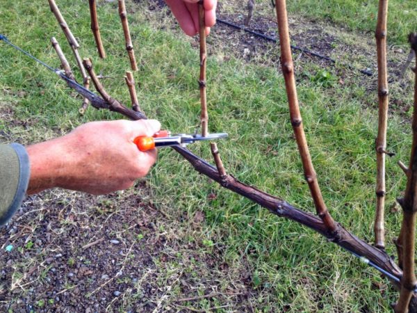 pruning ng puno ng ubas