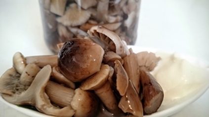 Ingemaakte Champignons