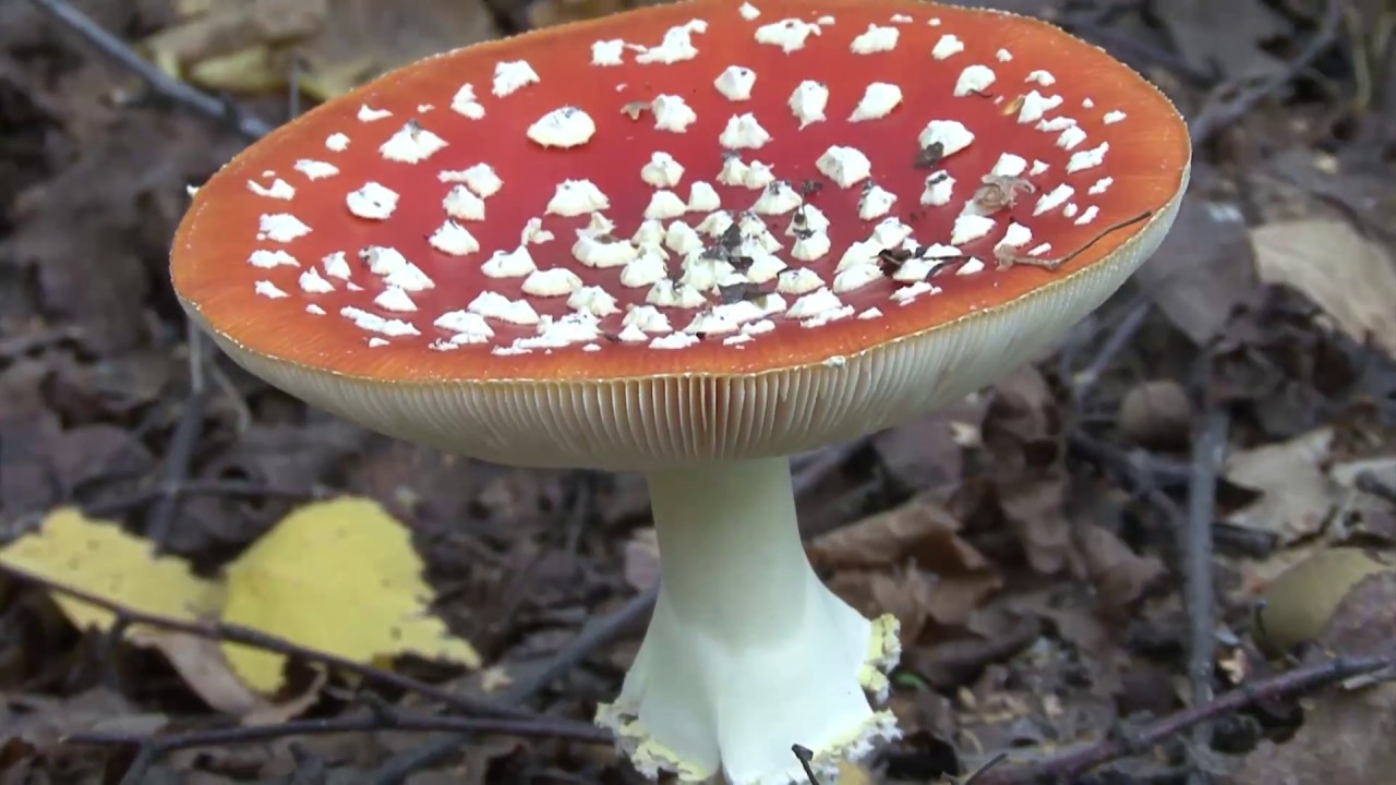 Ang paggamit ng fly agaric sa gamot