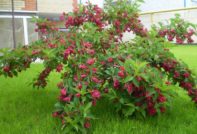 weigela in de herfst