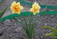 Narcissen die in de herfst landen