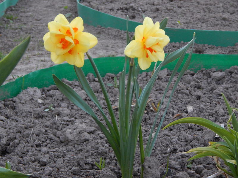 Daffodils landing sa taglagas