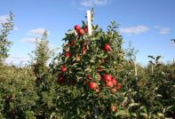 pruning apple trees in autumn