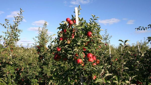 appelbomen snoeien in de herfst