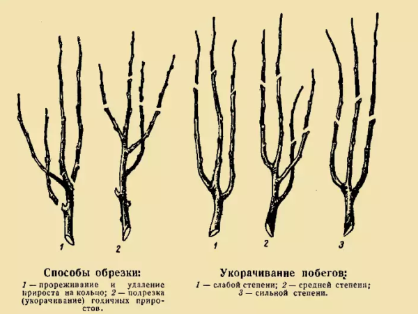 pruning puno ng mansanas