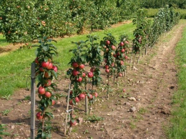 pruning apple-tree para sa pagkahulog