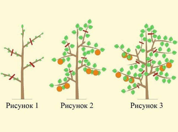 pruning apple-tree sa taglagas