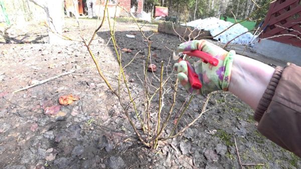 pruning blueberries