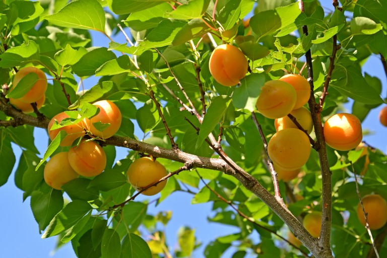 pruning ng aprikot