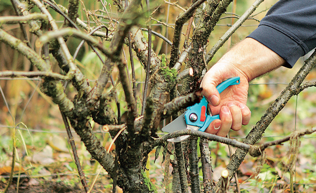 kung paano mag-prune ng mga lilac sa taglagas