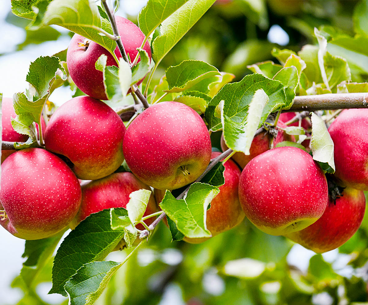 Herfst variëteiten van appelbomen