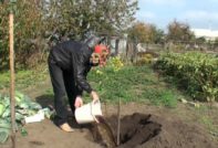 plant kersen in de herfst