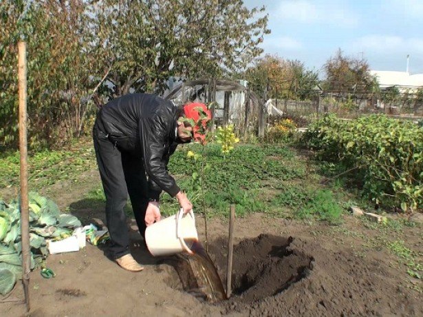 plant kersen in de herfst