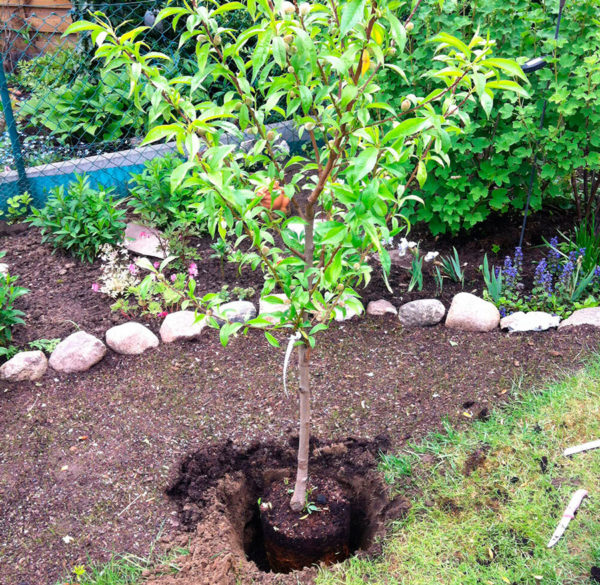 hoe een perzik te planten