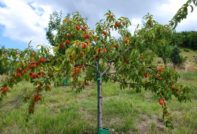 ferskenplanting om høsten