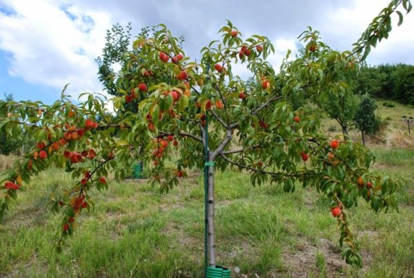 ferskenplanting om høsten