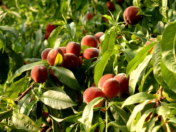 pagtatanim ng peach at pangangalaga