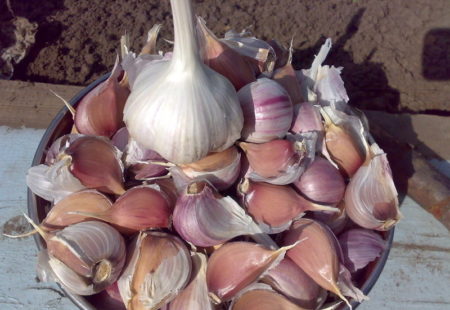 Hoe knoflook voor het planten klaar te maken