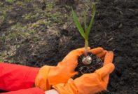 Meststoffen bij het planten van knoflook in de herfst