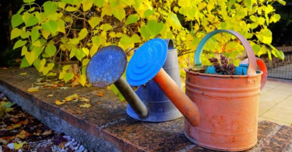 innaffiare gli alberi in autunno