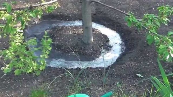 innaffiare gli alberi in autunno