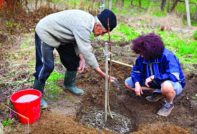 mensen planten een boom