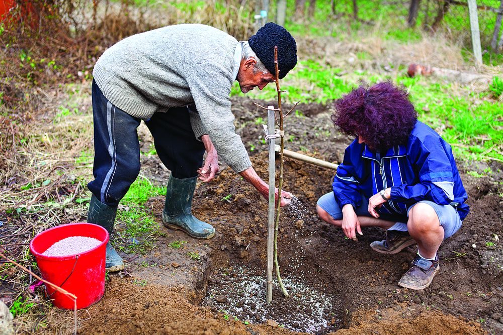 אנשים שותלים עץ