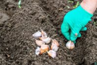 Forbereder hvitløk for planting før vinteren