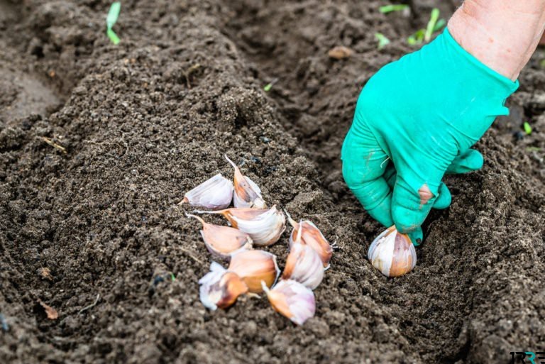 Forbereder hvitløk for planting før vinteren