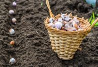 Winterknoflook planten