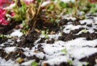 zaailingen onder de sneeuw