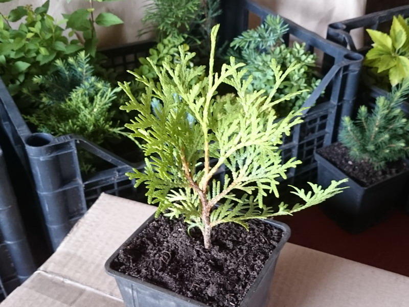 propageren thuja stekken in de herfst