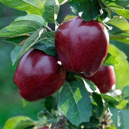 Red delicious