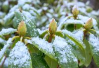 kanlungan rhododendron para sa taglamig