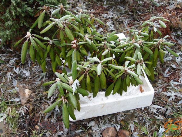 rhododendron para sa taglamig