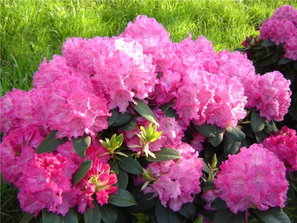 rododendron