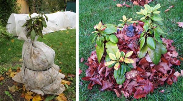 kanlungan para sa rhododendron ng taglamig