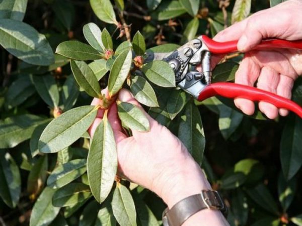 ly for vinterens rododendron