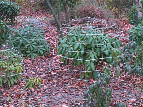 frame para sa kanlungan rhododendron para sa taglamig