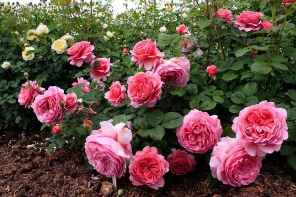 pruning rosas sa taglagas