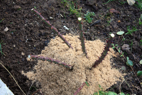 pruning rosas