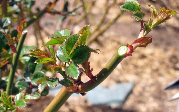 pruning rosas