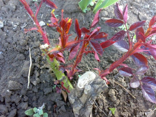 pruning rosas