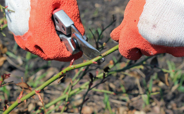 pruning rosas