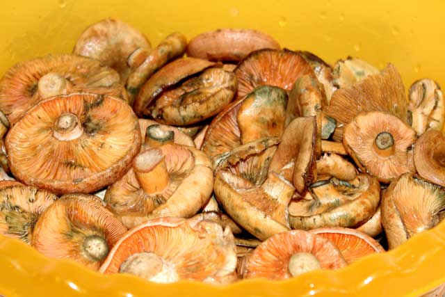 Gemarineerde champignons