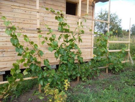 Plaats voor het planten van druiven