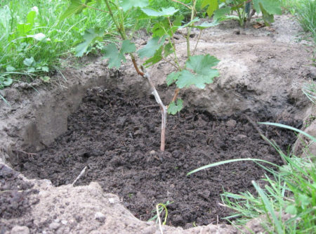 Hoe druiven te planten