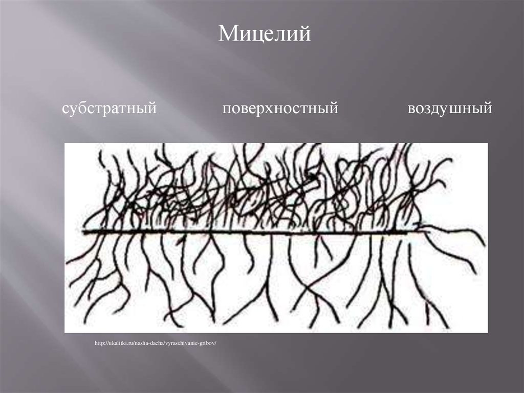 Soorten mycelium